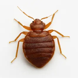 หมัดหนอน