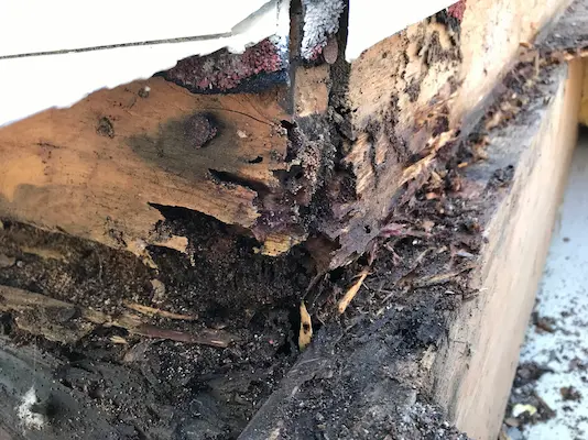 Termite damage in wood
