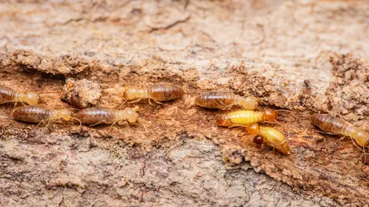 Subterranean termites