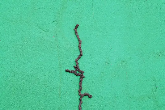 Termite mud tubes