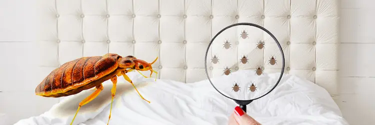 ผู้เชี่ยวชาญด้านการควบคุมเรือด พร้อมดูแลคุณ