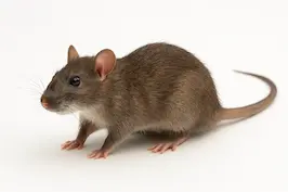 หนู
